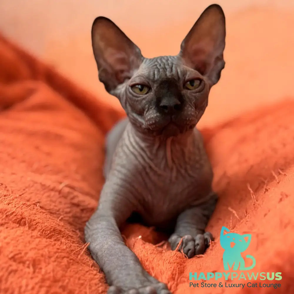 Elvis Canadian Sphynx male black - live animals
