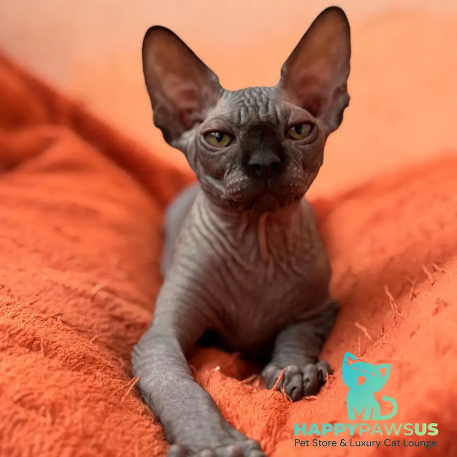 Elvis Canadian Sphynx male black - live animals