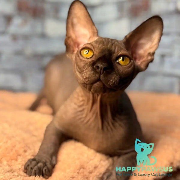 Elvis Canadian Sphynx male black - live animals
