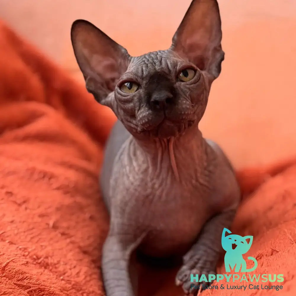 Elvis Canadian Sphynx male black - live animals