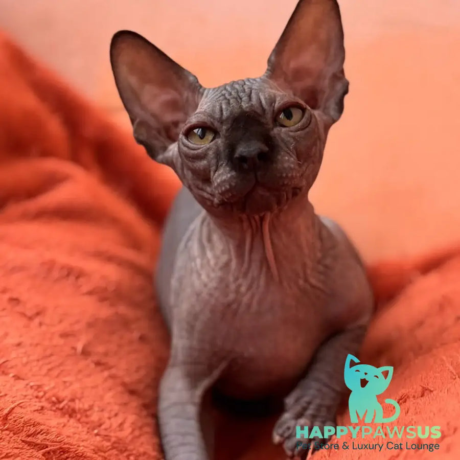 Elvis Canadian Sphynx male black - live animals