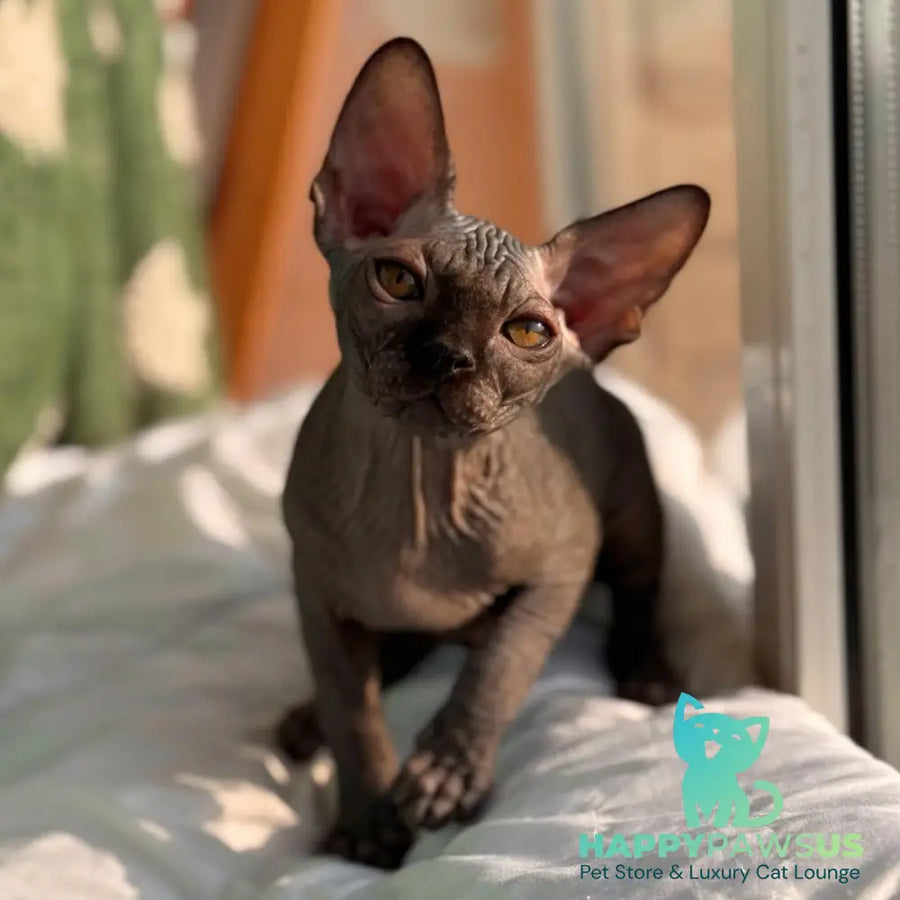 Elvis Canadian Sphynx male black - live animals
