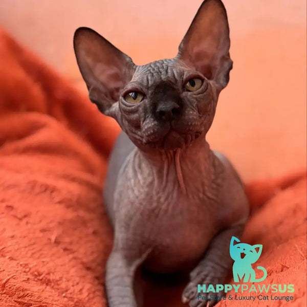 Elvis Canadian Sphynx male black - live animals