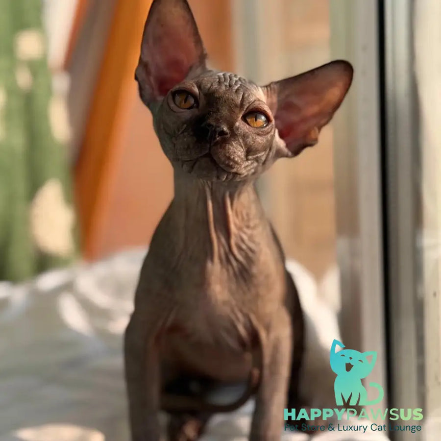 Elvis Canadian Sphynx male black - live animals