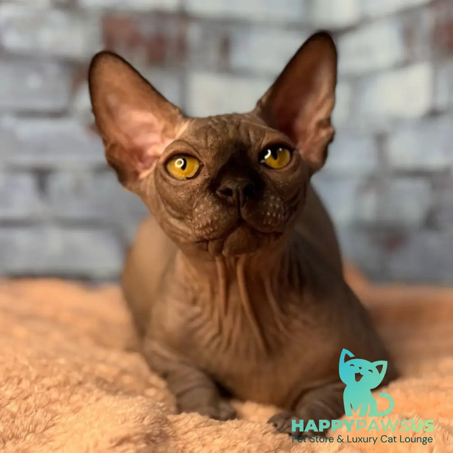 Elvis Canadian Sphynx male black - live animals