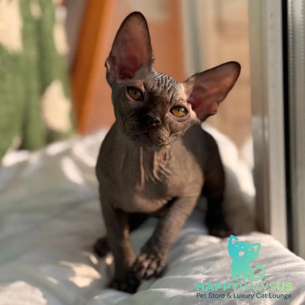 Elvis Canadian Sphynx male black - live animals