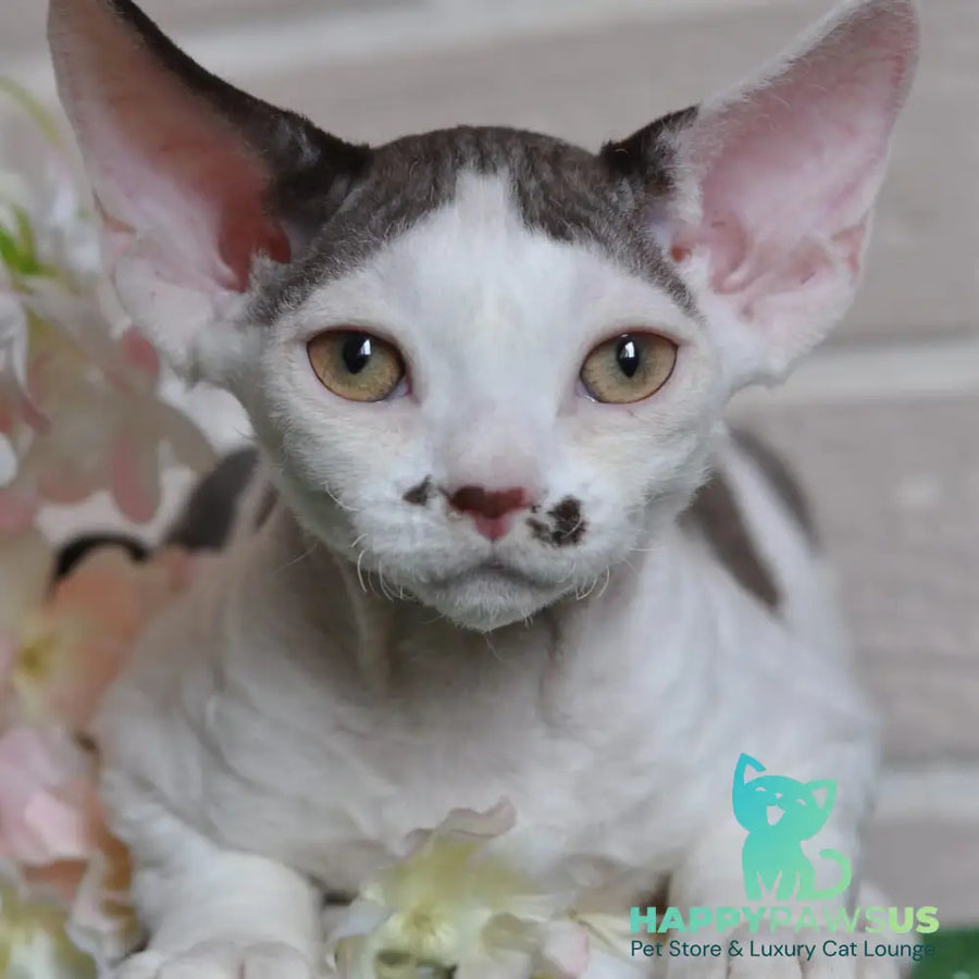 Elvis Devon Rex male chocolate harlequin - live animals