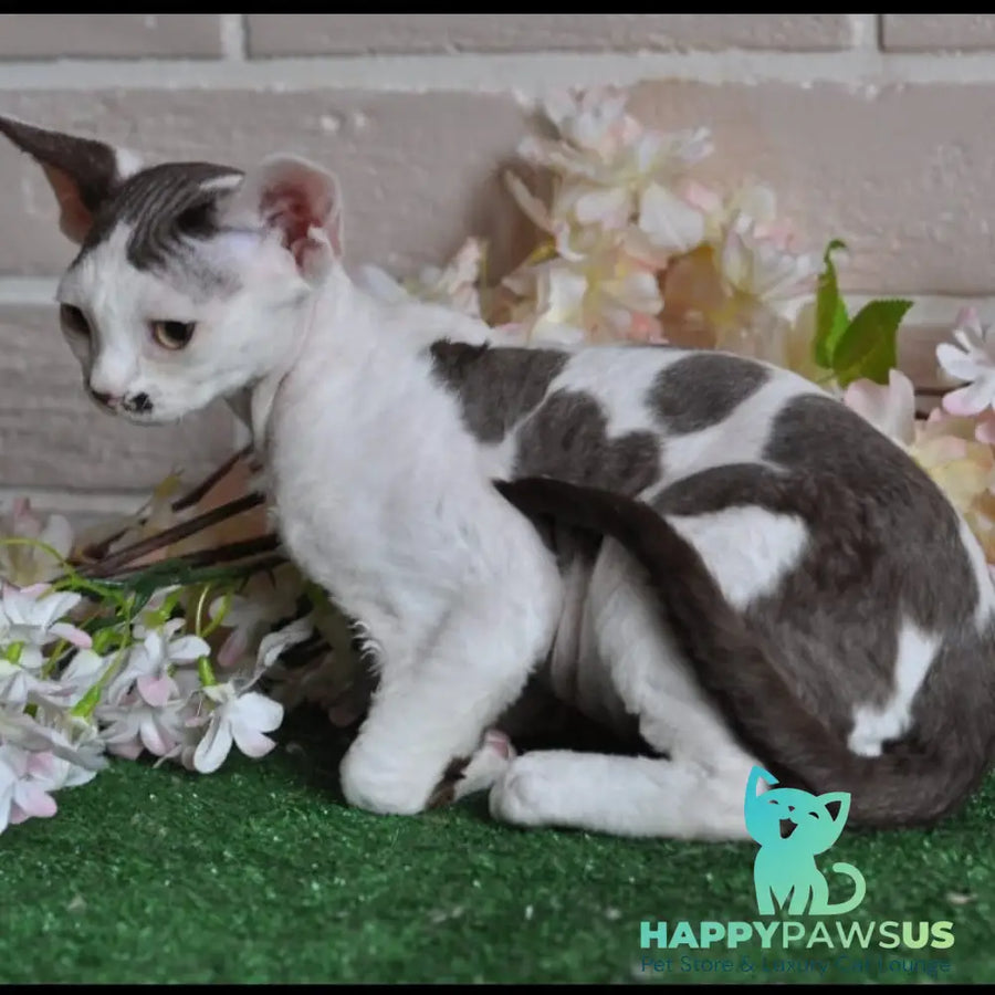 Elvis Devon Rex male chocolate harlequin - live animals