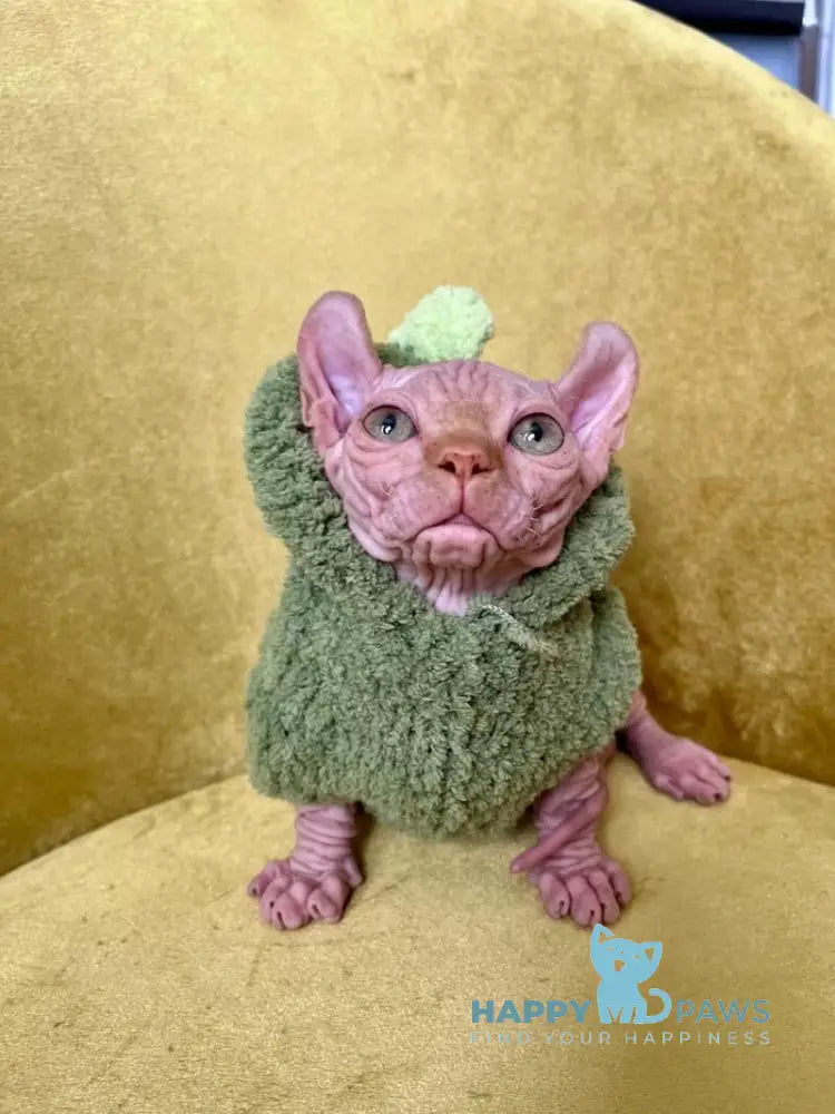 Elvis Dwelf male red live animals