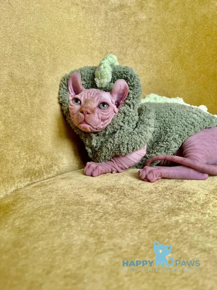 Elvis Dwelf male red live animals