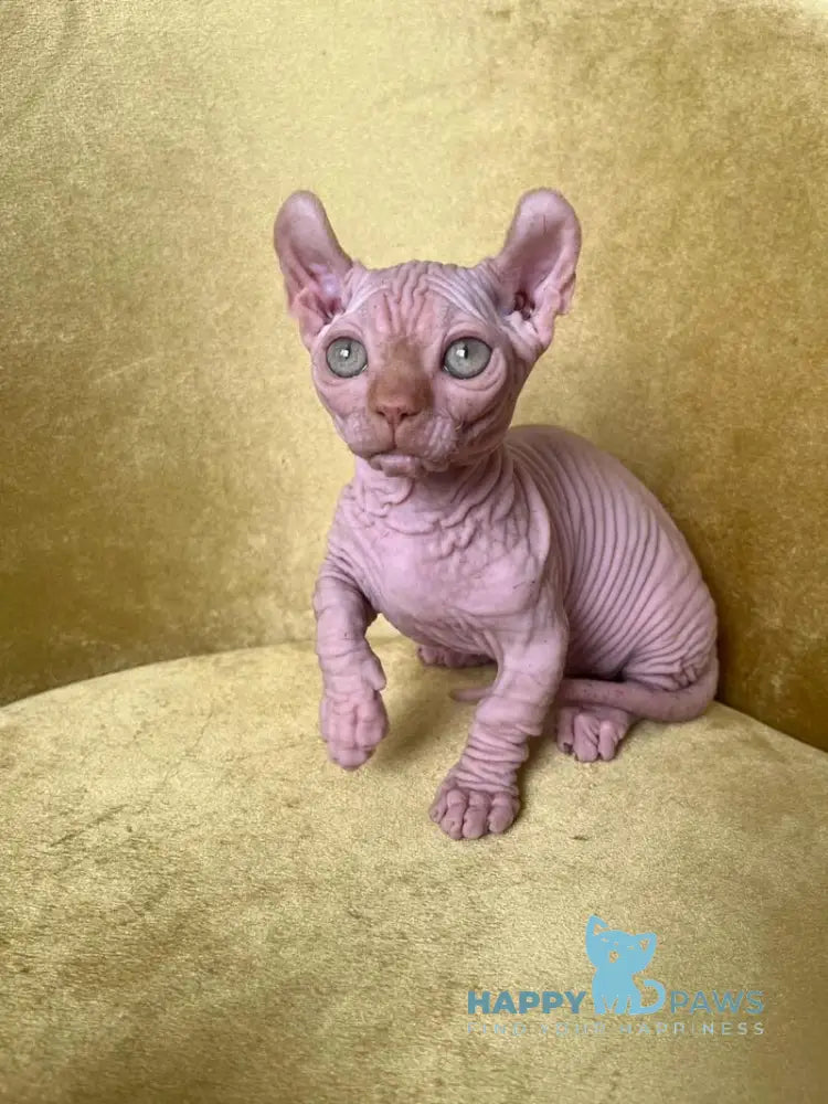 Elvis Dwelf male red live animals