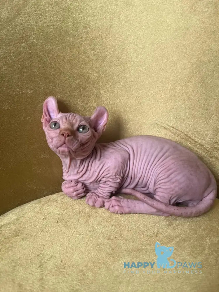 Elvis Dwelf male red live animals