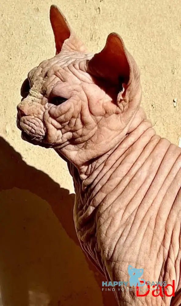 Elvis Dwelf male red live animals