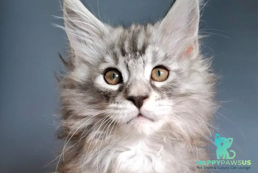 Elvis Maine Coon male black silver tabby - live animals