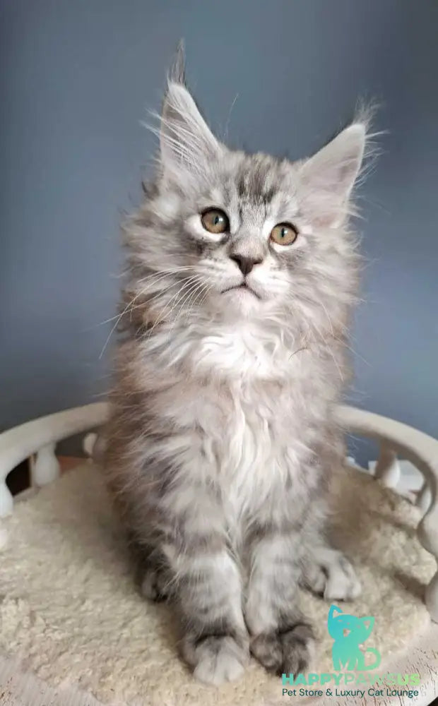 Elvis Maine Coon male black silver tabby - live animals