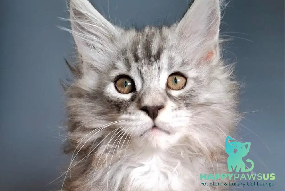 Elvis Maine Coon male black silver tabby - live animals