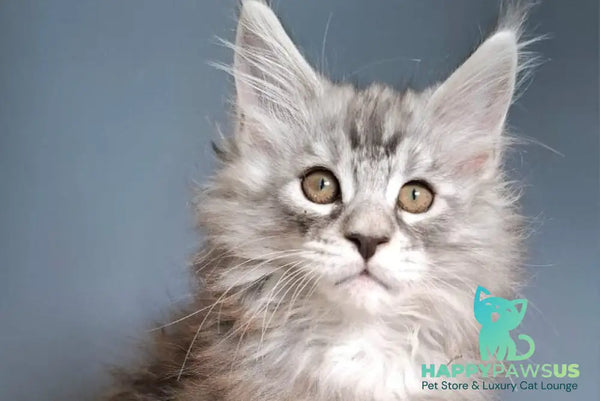 Elvis Maine Coon male black silver tabby - live animals