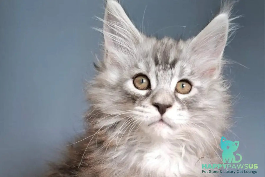 Elvis Maine Coon male black silver tabby - live animals