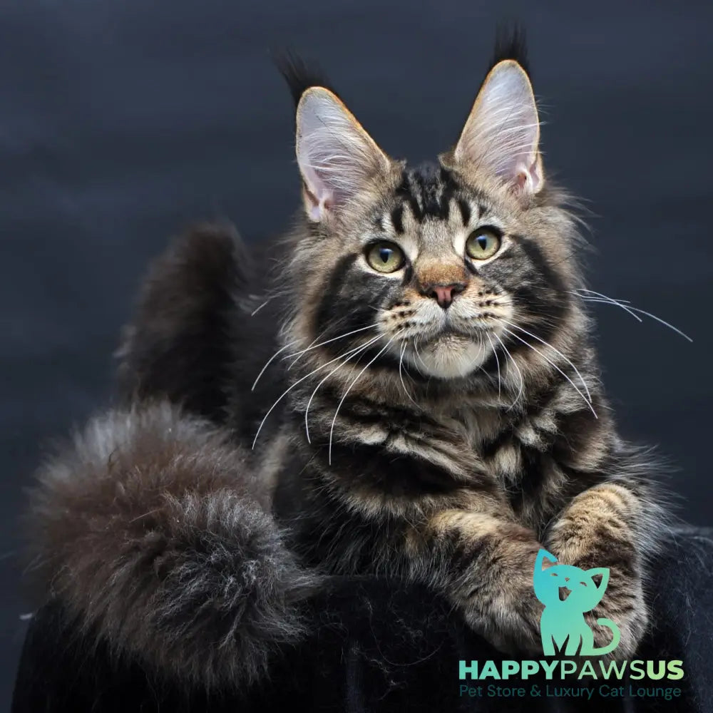 Elvis Maine Coon male black tabby - live animals