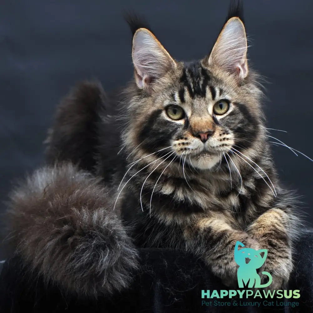 Elvis Maine Coon male black tabby - live animals
