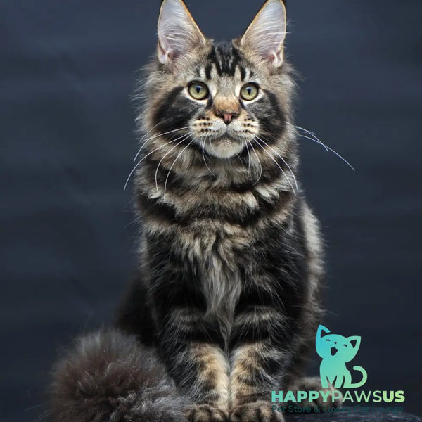 Elvis Maine Coon male black tabby - live animals