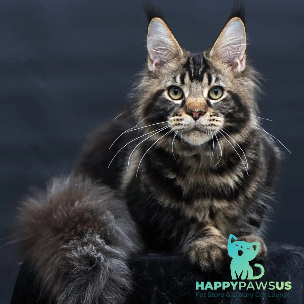 Elvis Maine Coon male black tabby - live animals