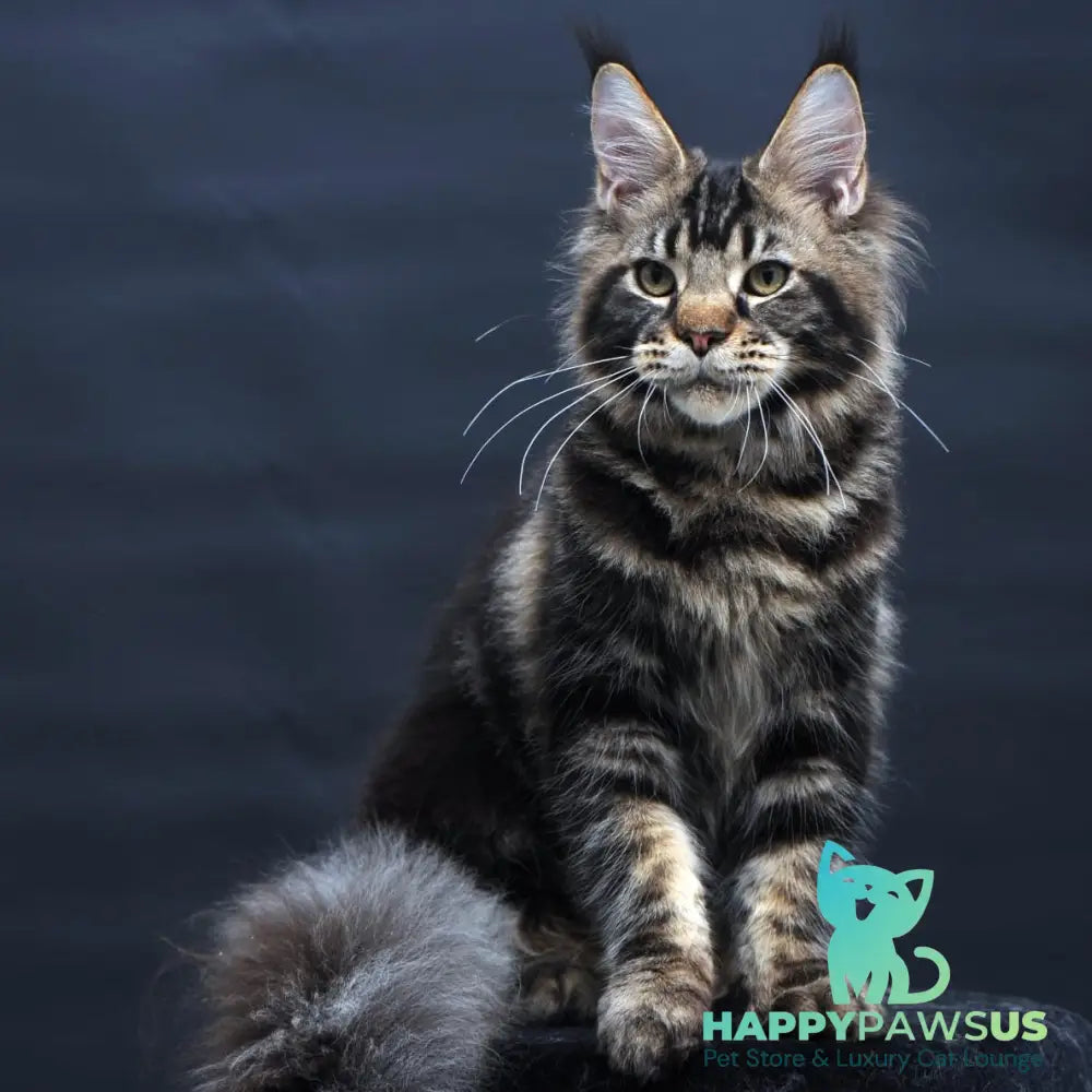 Elvis Maine Coon male black tabby - live animals