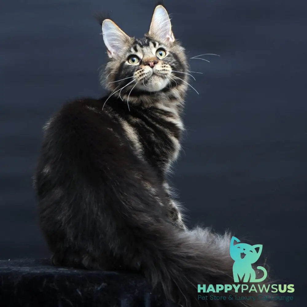 Elvis Maine Coon male black tabby - live animals
