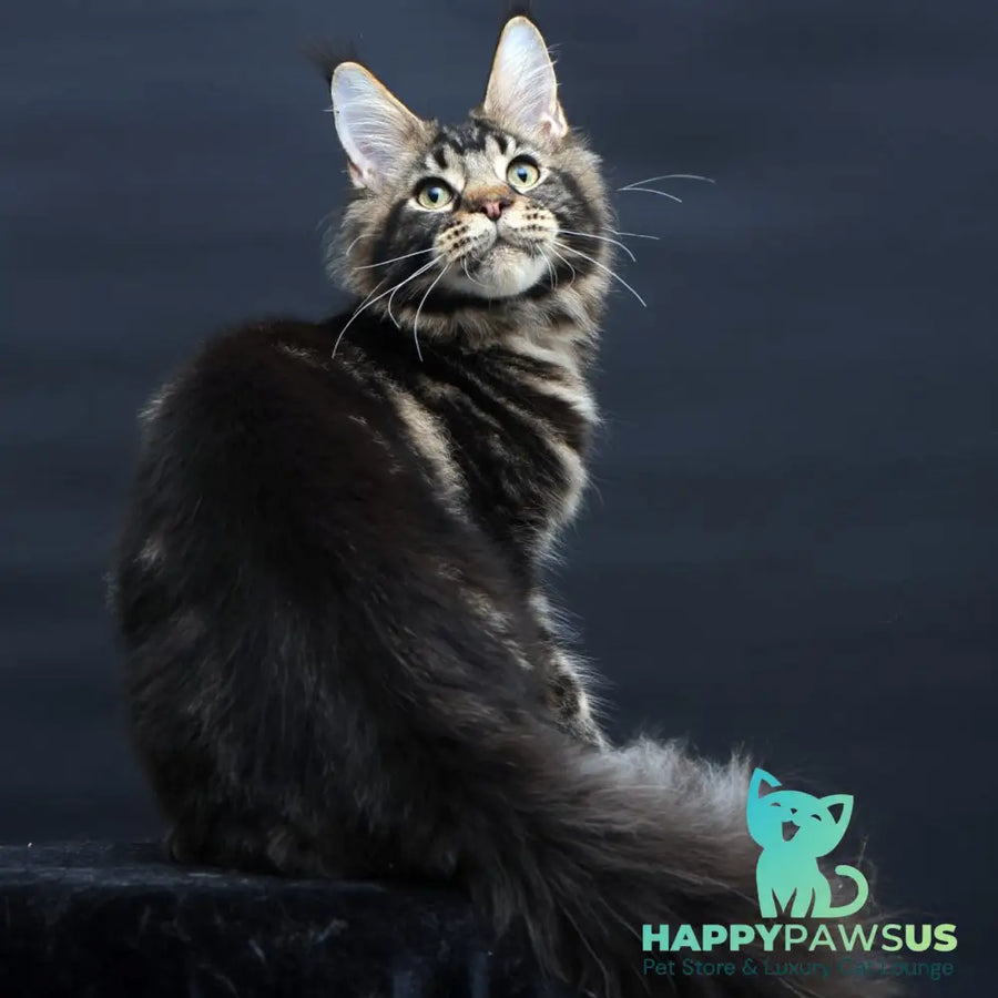Elvis Maine Coon male black tabby - live animals