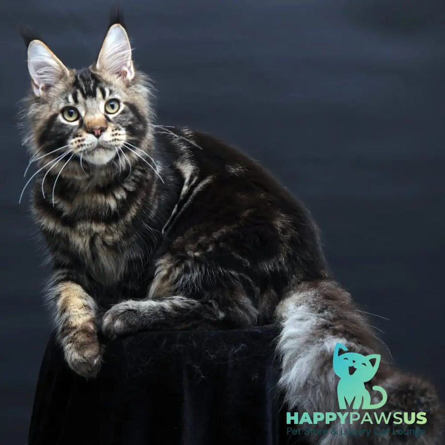 Elvis Maine Coon male black tabby - live animals