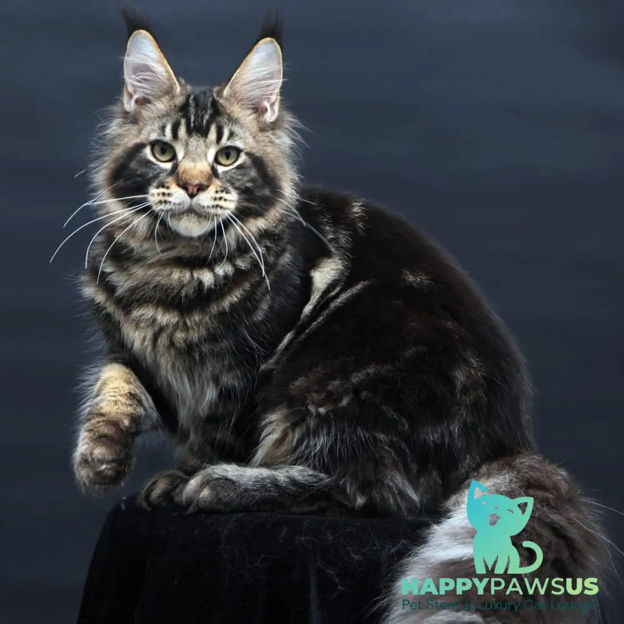 Elvis Maine Coon male black tabby - live animals