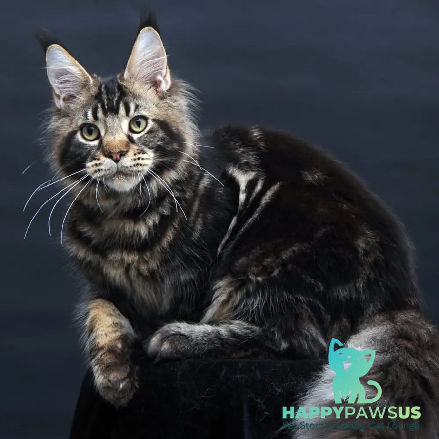 Elvis Maine Coon male black tabby - live animals