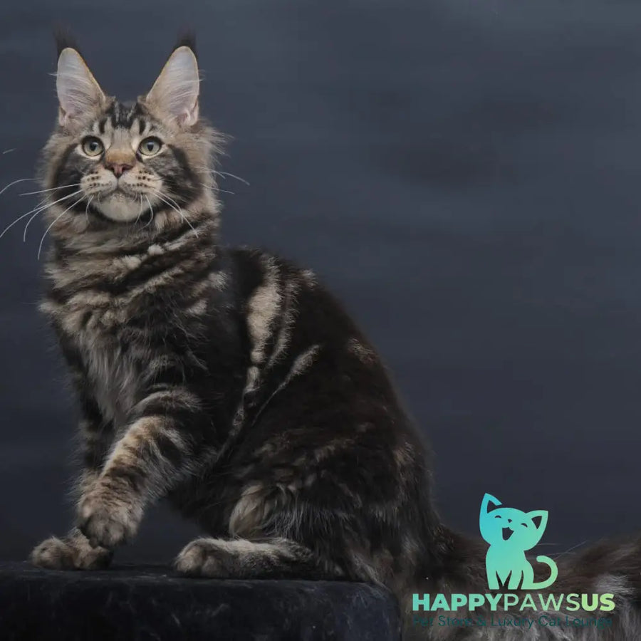 Elvis Maine Coon male black tabby - live animals