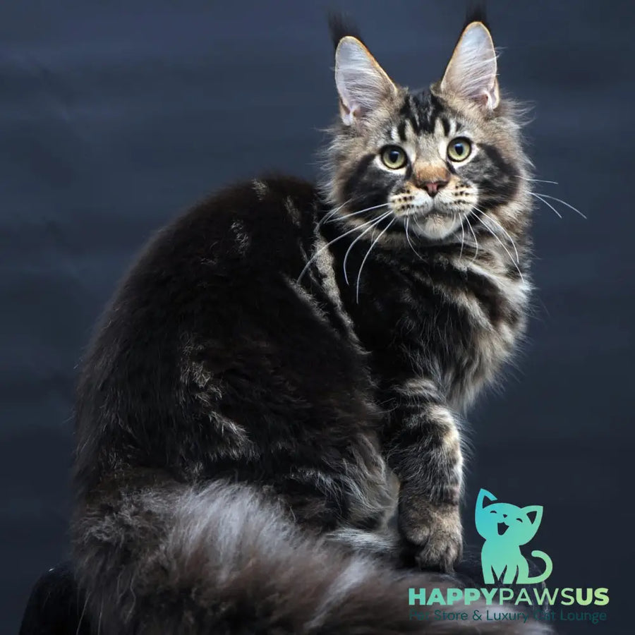 Elvis Maine Coon male black tabby - live animals