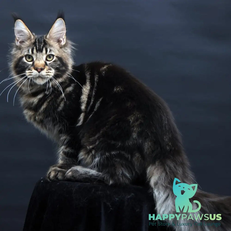 Elvis Maine Coon male black tabby - live animals