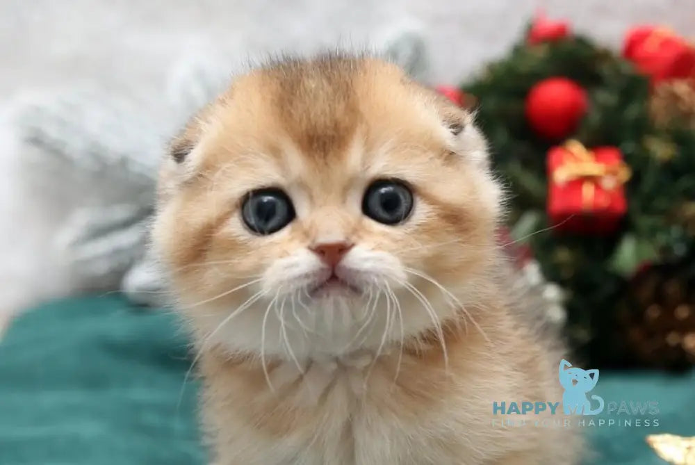 Elvis Scottish Fold male black golden shaded live animals