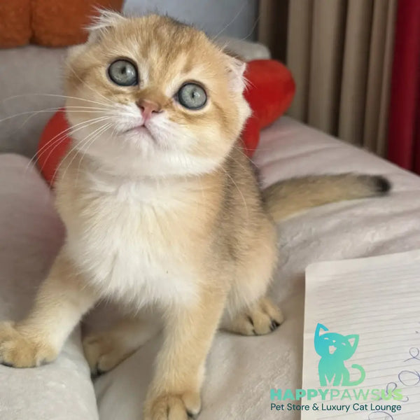 Elvis Scottish Fold male black golden shaded - live animals