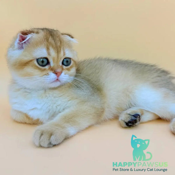 Elvis Scottish Fold male black golden shaded - live animals