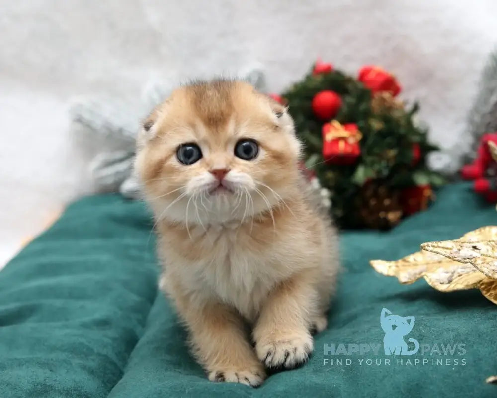 Elvis Scottish Fold male black golden shaded live animals
