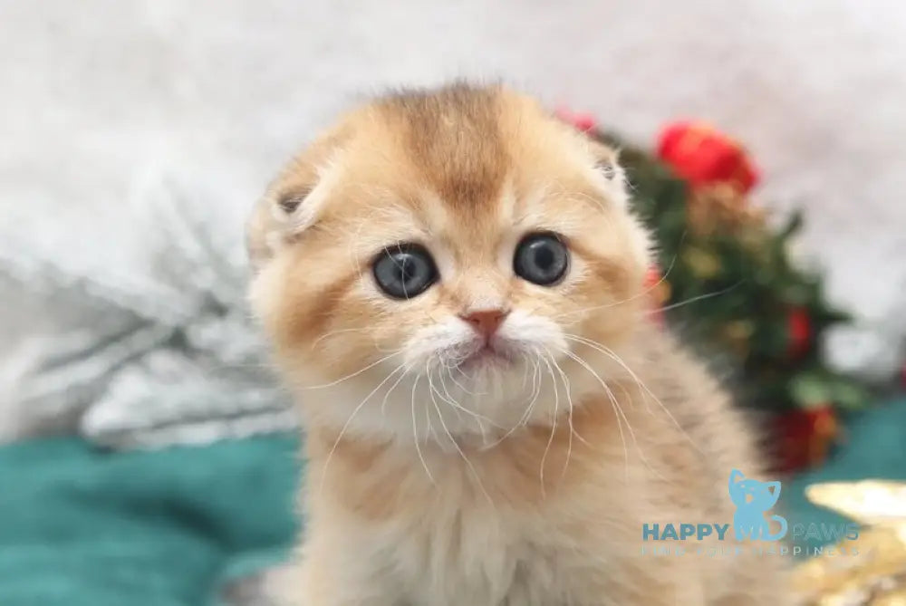 Elvis Scottish Fold male black golden shaded live animals