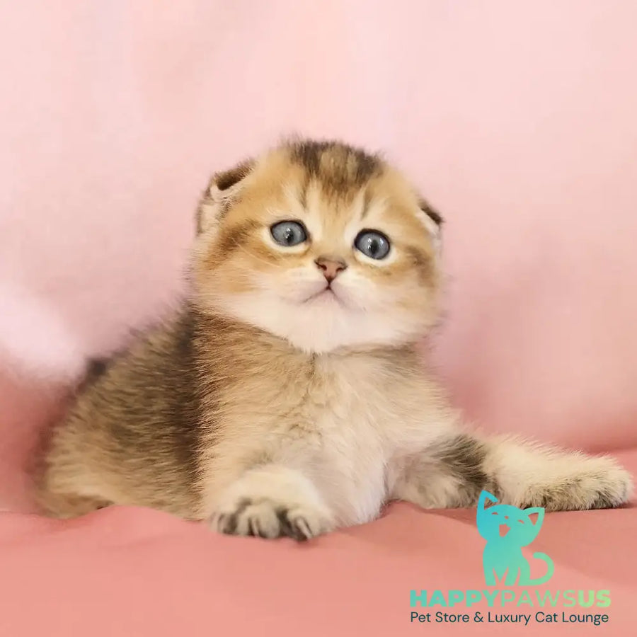 Elvis Scottish Fold male black golden ticked tabby - live animals