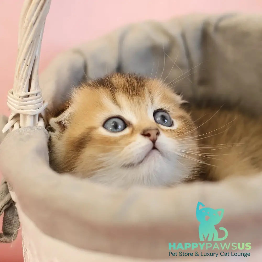 Elvis Scottish Fold male black golden ticked tabby - live animals