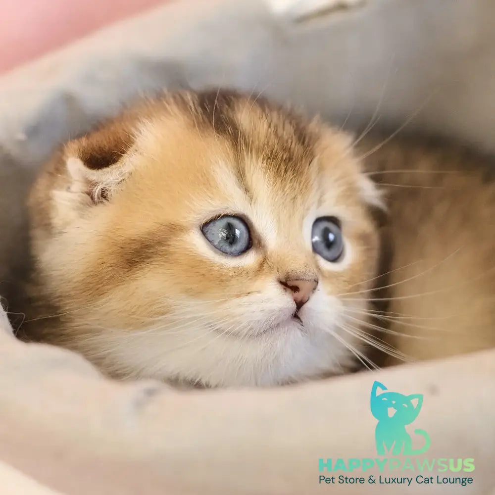 Elvis Scottish Fold male black golden ticked tabby - live animals
