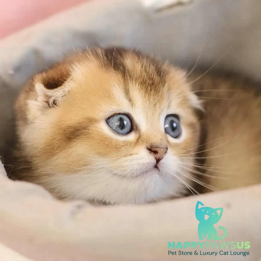 Elvis Scottish Fold male black golden ticked tabby - live animals