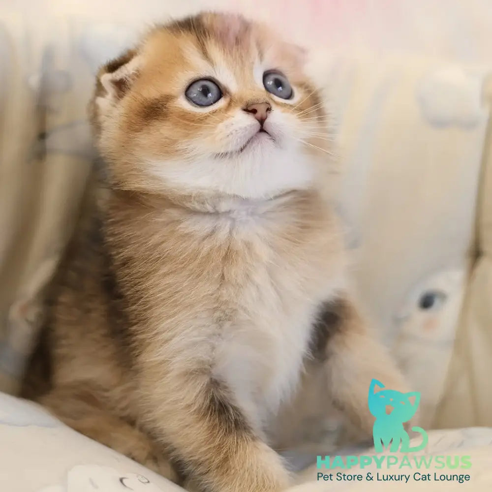 Elvis Scottish Fold male black golden ticked tabby - live animals