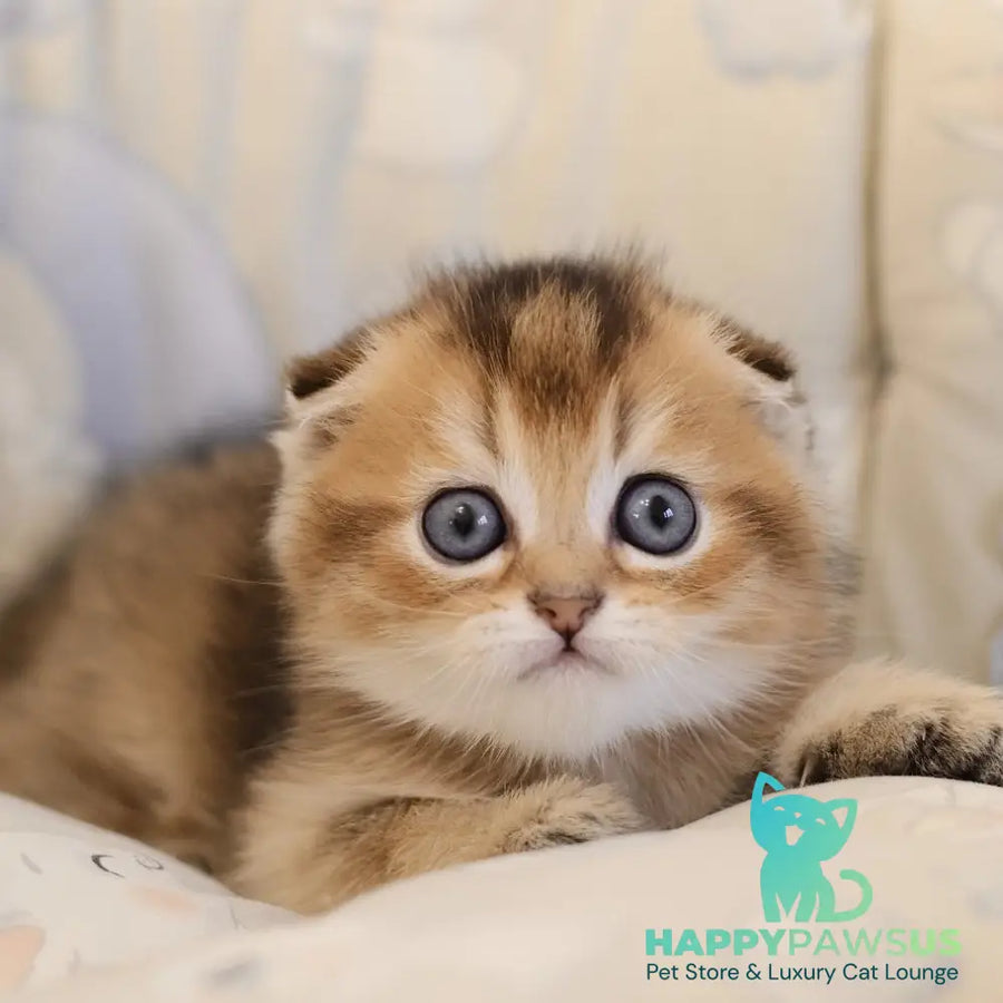 Elvis Scottish Fold male black golden ticked tabby - live animals