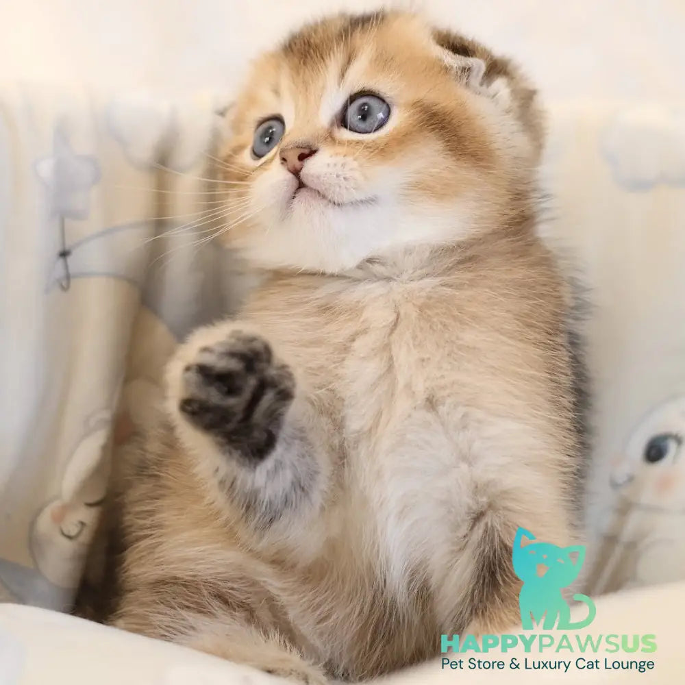 Elvis Scottish Fold male black golden ticked tabby - live animals