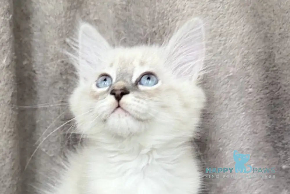Elvis Siberian male blue tabby pointed live animals