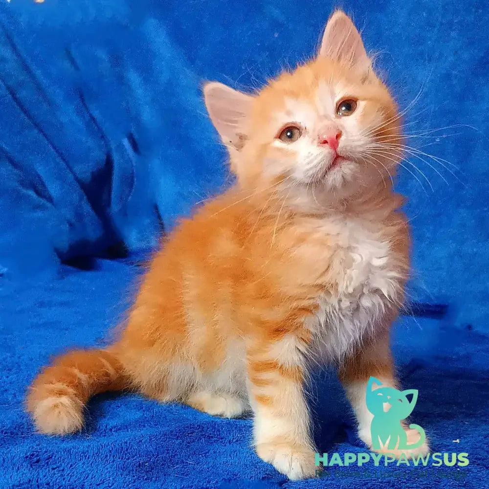 Elvis Siberian male red tabby - live animals