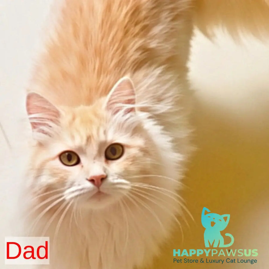 Еlvis Siberian male red tabby - live animals